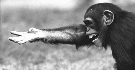 ape-hand-reaching-out