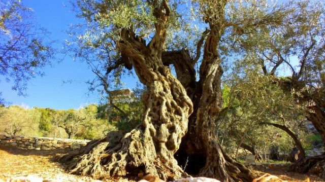 olive-tree-bchaaleh-4-678x381